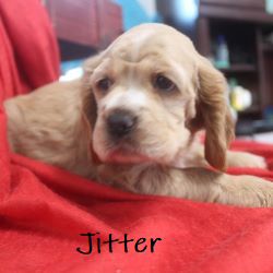 puppy, for, sale, Cocker Spaniel, Joe & Cherri  Overlease, dog, breeder, Miller, MO, dog-breeder, puppy-for-sale, forsale, nearby, find, puppyfind, locator, puppylocator, aca